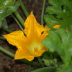 Golden_zucchini_bloom