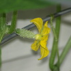 Baby_cuke