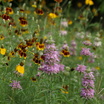 Meadow1