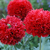 Papaver_crimson_feathers