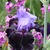 Iris1.small
