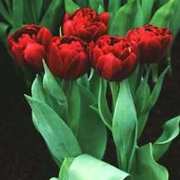 Tulip, Double Late 'Uncle Tom'