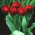 Tulips: Tulipa 'Uncle Tom'