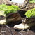 Planted_shoes