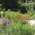 Coneflowers