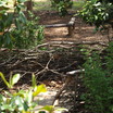 Large_bird_s_nest.thumb