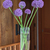 Alliums.small