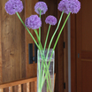 Alliums