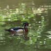 Wood_duck