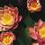 Hardy_water_lilies_nymphaea_pink_beauty-1