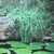 Hardy_bog_plants_cyperus_alternifolius-1