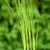 Hardy_bog_plants_typha_minima-1