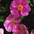 Antiques_rosa_anemone-1.small