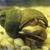 Trapdoorsnails