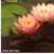 Hardy-waterlily