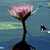Tropical-water-lily