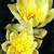 Hardy_water_lilies_nymphaea_helvola-1