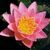 Hardy_water_lilies_nymphaea_pink_sensation-1