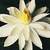 Tropical_water_lilies_nymphaea_woods_white_night-1