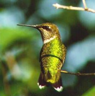 Hummingbird