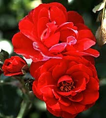 Rose, Floribunda 'Lichterloh' (1955)