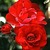 Floribundas: Rosa 'Lichterloh'