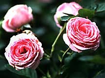 Rose, Antique Floribunda 'Pink Rosette' (1948)