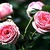 Antiques: Rosa 'Pink Rosette'