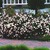 Antiques_rosa_white_pet-1.small