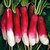 Radish_d_avignon