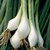 Onion_lisbon_white_bunching