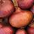 Onion_red_wethersfield