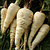 Parsnip_turga.medium.small