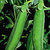 Pea_pioneer_shell