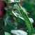 Pea_sugar_pod_2_snow