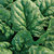 Spinach_bloomsdale