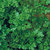 Parsley_forest_green