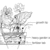 Lotus-plant-diagram