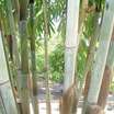 Tropicals_dendrocalamus_minor_amoenus-1