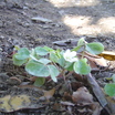 Perennials_oxalis_acetosella