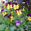 Perennials_viola_x_wittrockiana
