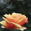 Img_5833