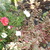 Portulaca_and_stone_crop