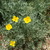 Poppies