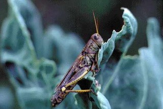 Grasshopper