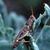 Grasshopper.small