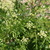 Parsley_blossoms