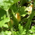 Golden_zucchini_blossoms