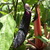 Eggplant_and_chard