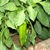 Annahiem_pepper